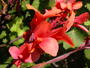 b13nature_plants052